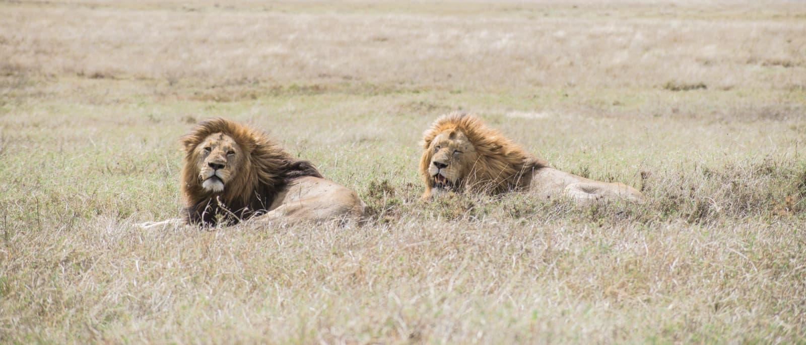 Cover Image for Dangers of Technology